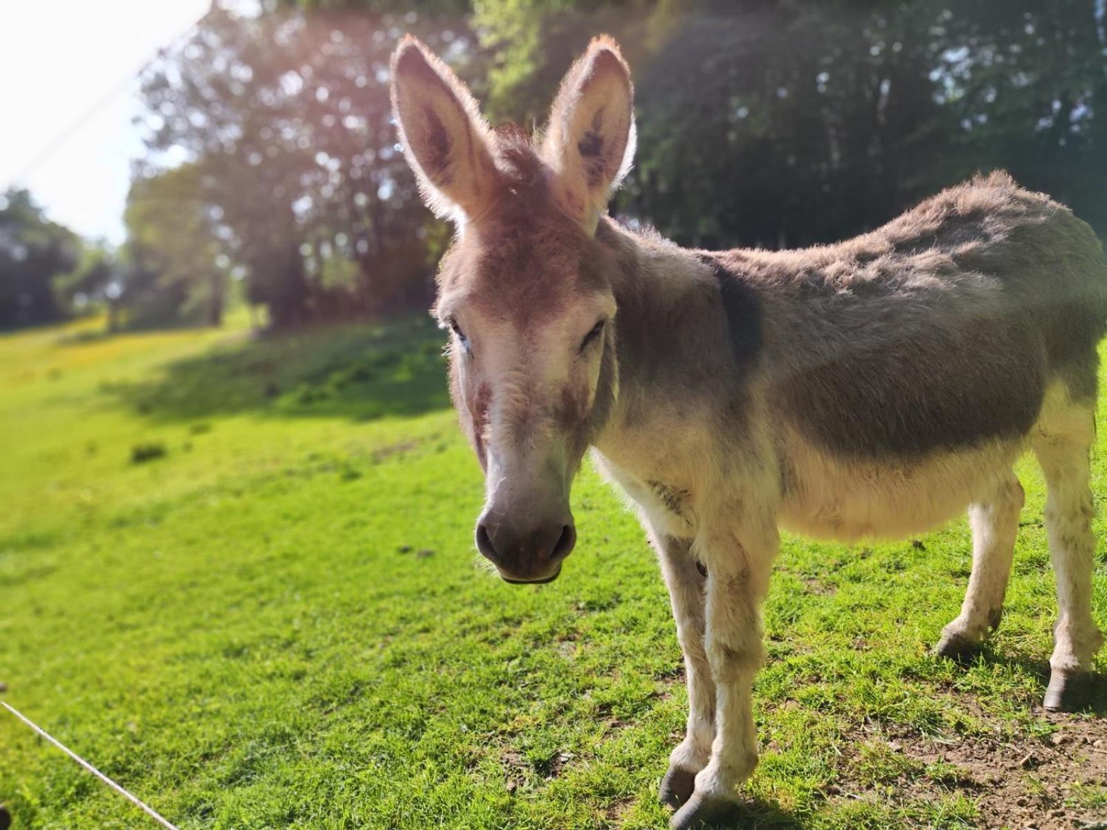 La Mini Maison Du Lama Libin Екстериор снимка